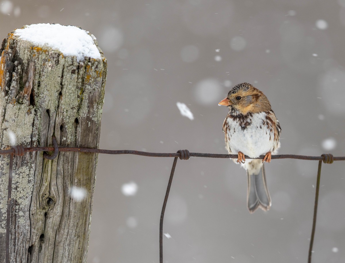Harris's Sparrow - ML635397777