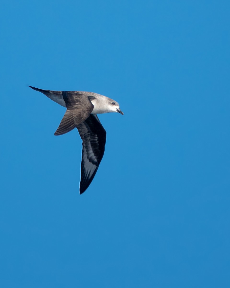 Herald Petrel - ML635397798