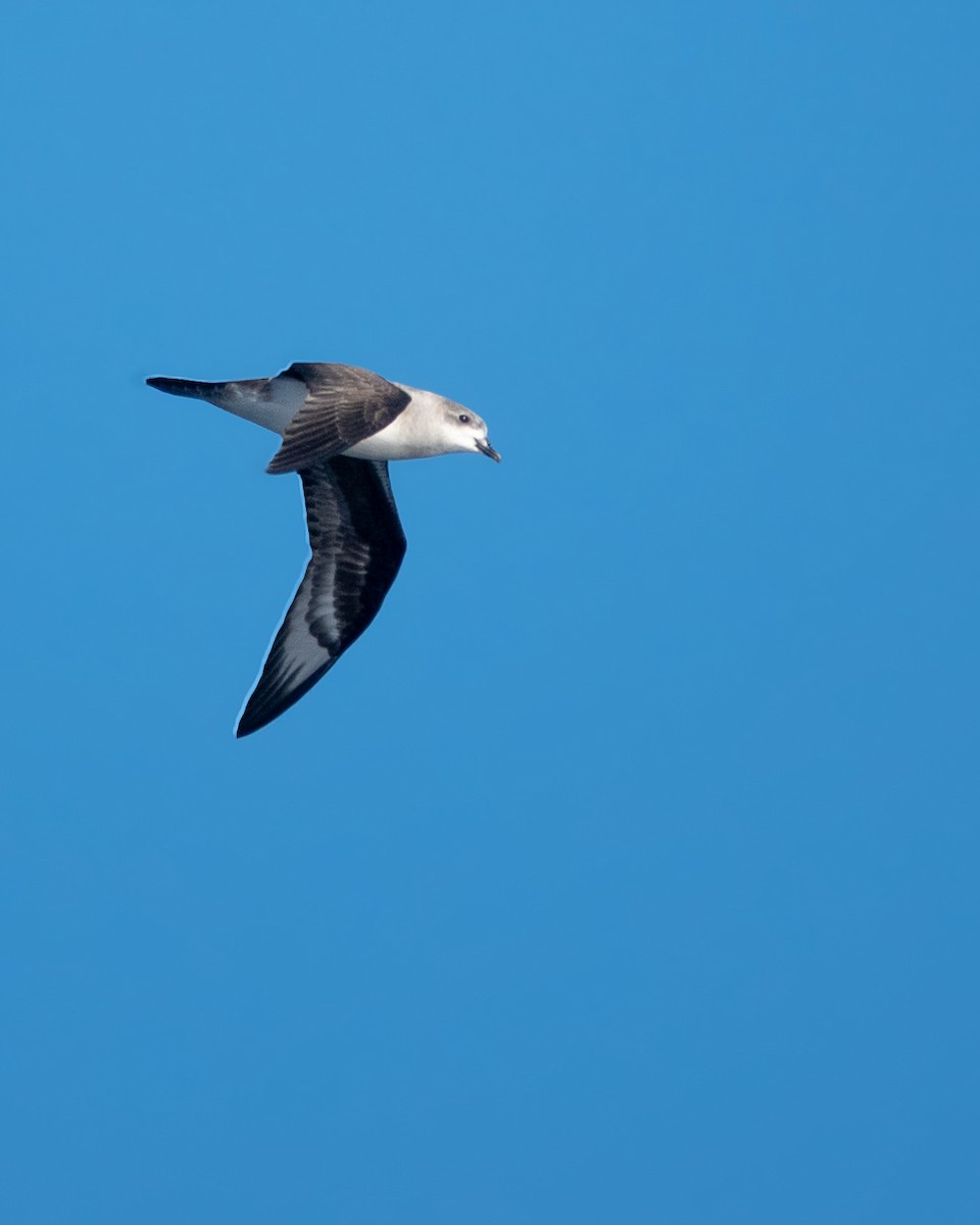 Herald Petrel - ML635397799