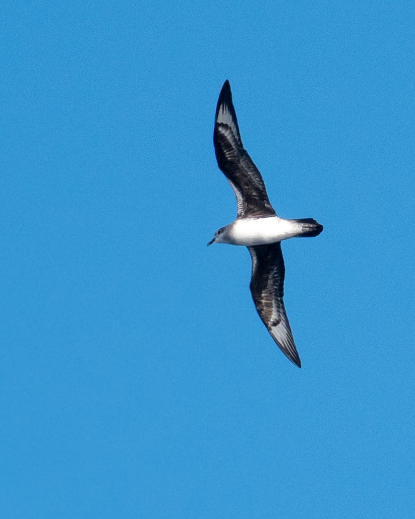 Herald Petrel - ML635397800