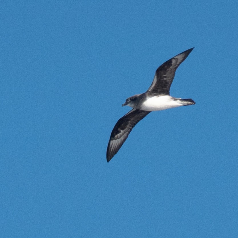 Herald Petrel - ML635397801