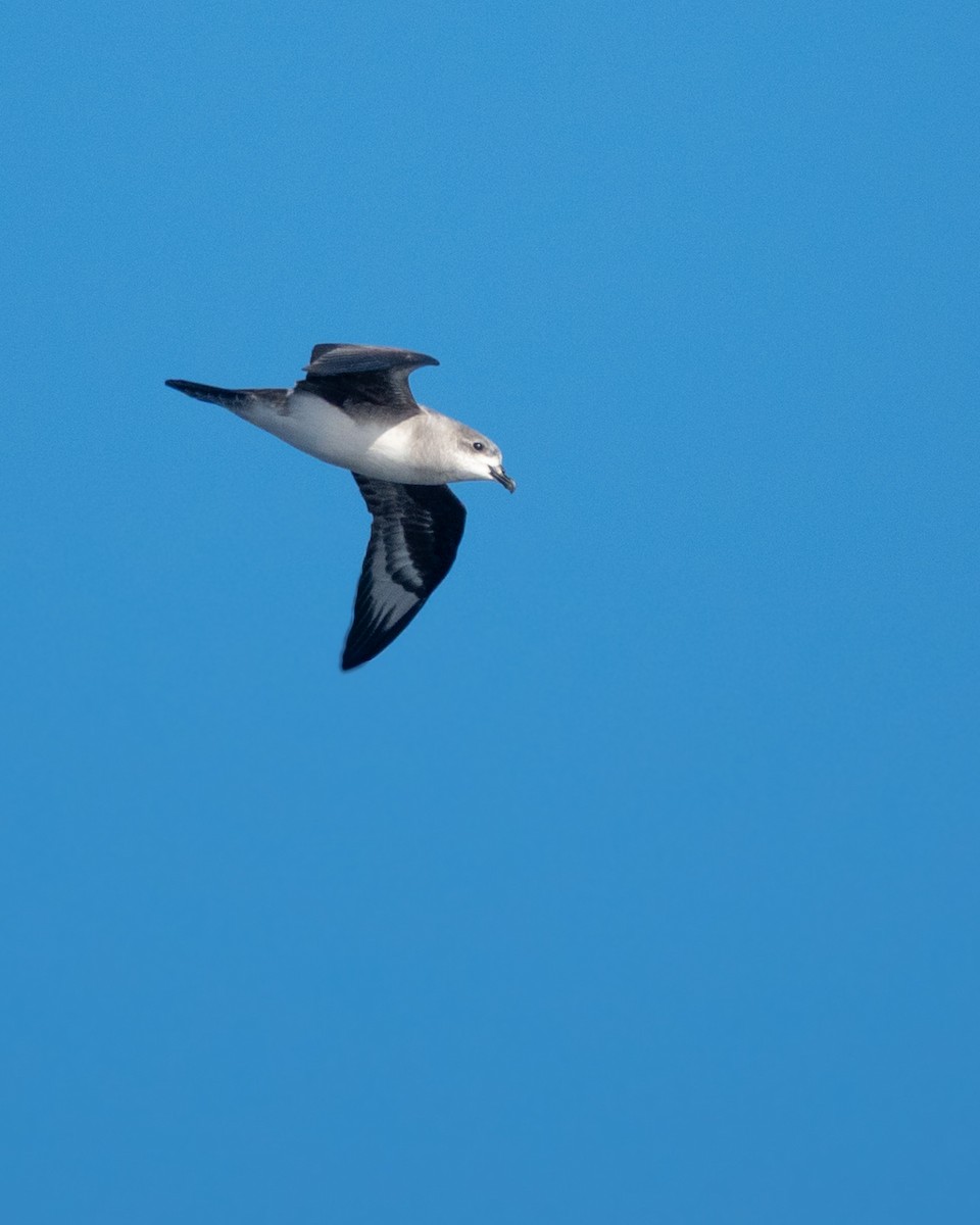 Herald Petrel - ML635397802