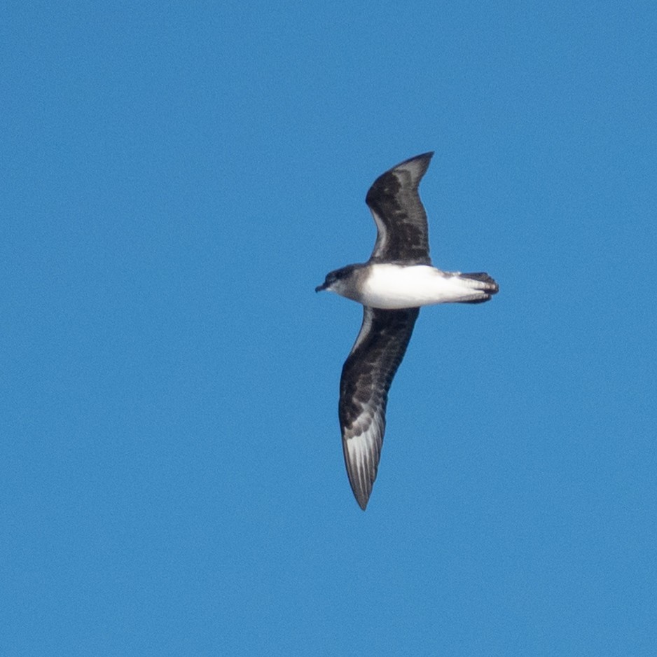 Herald Petrel - ML635397803