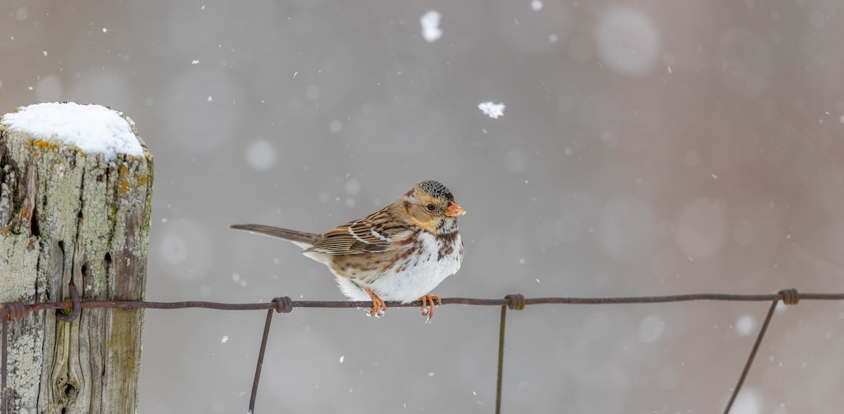 Harris's Sparrow - ML635397840