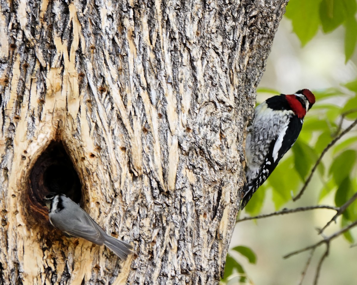 Red-naped Sapsucker - ML635397843