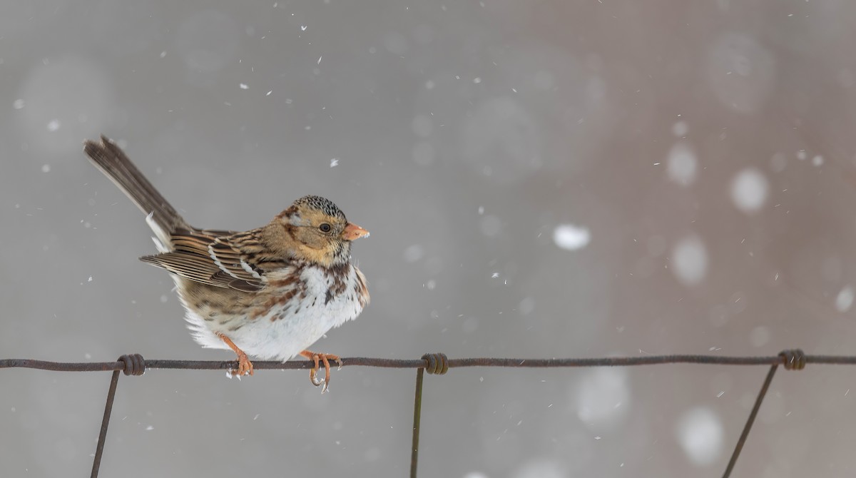 Harris's Sparrow - ML635397844