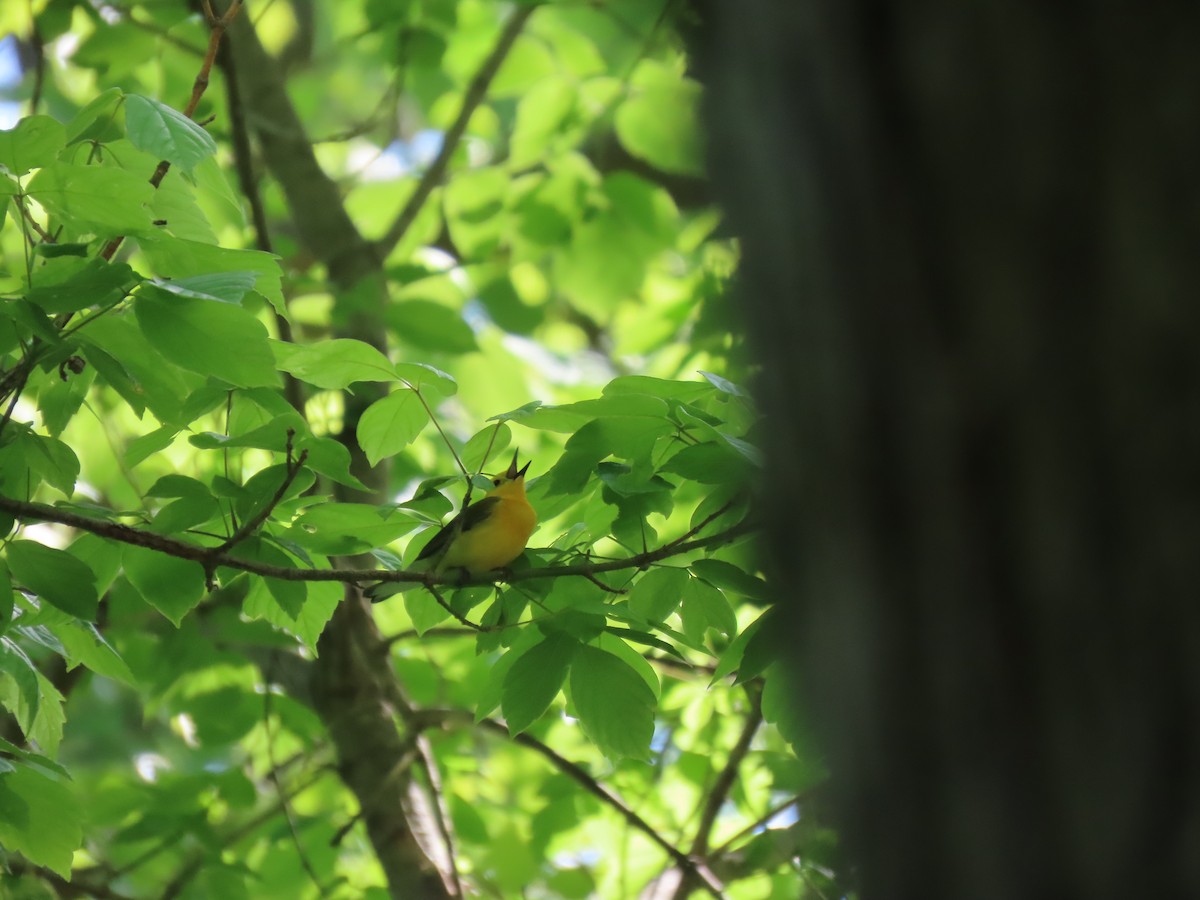 Prothonotary Warbler - ML635398041