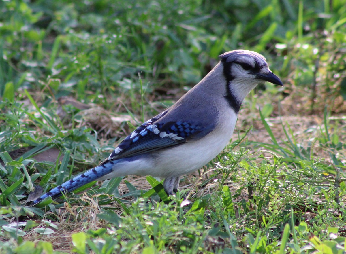 Blauhäher - ML635398268