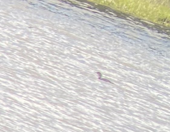 potáplice pacifická - ML635398321