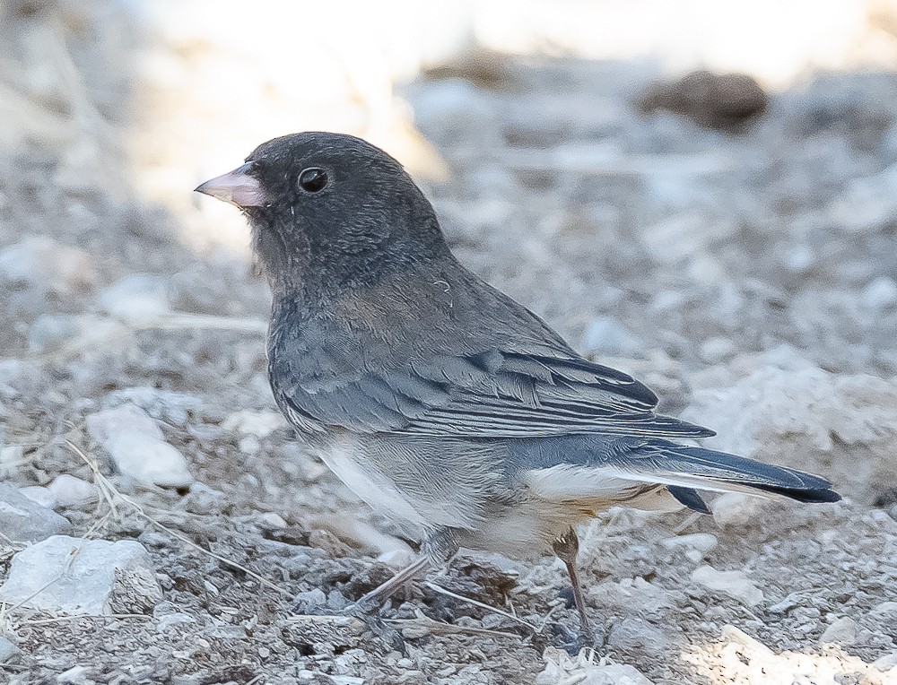 Dark-eyed Junco - ML635398364