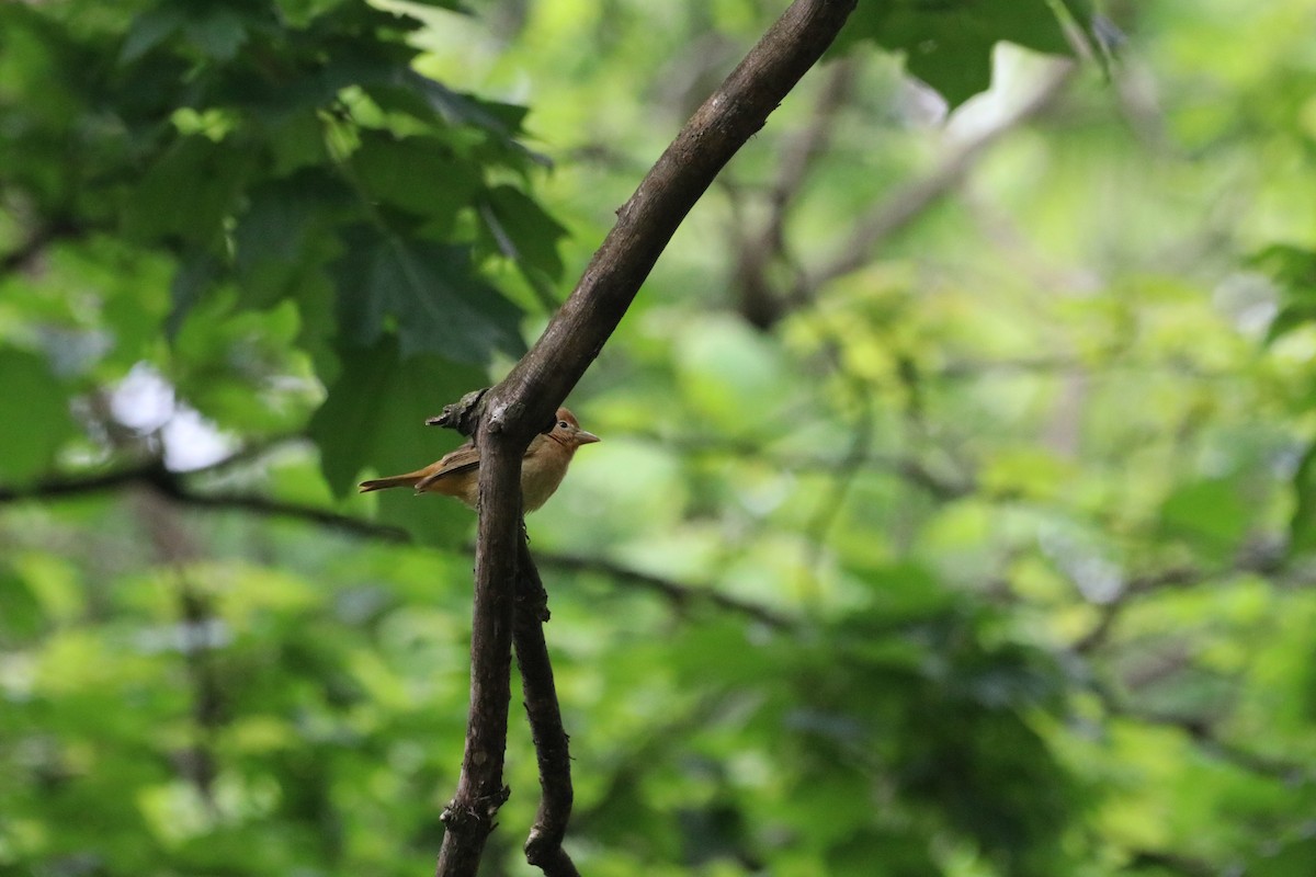 Summer Tanager - ML635398480
