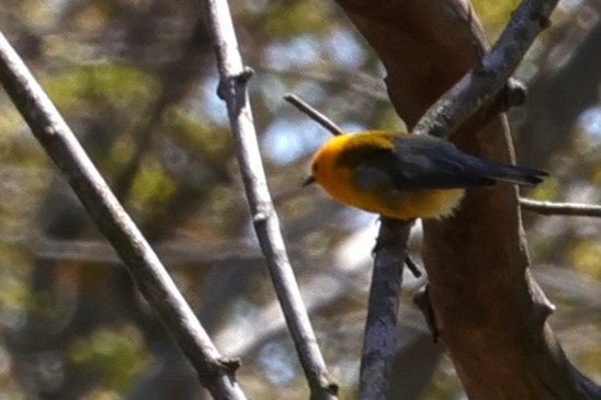 Prothonotary Warbler - ML635398510