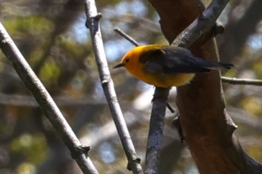 Prothonotary Warbler - ML635398514
