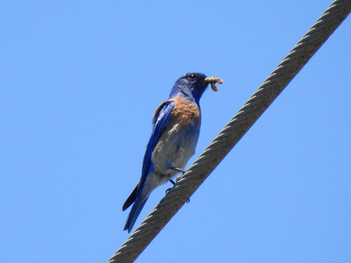 Western Bluebird - ML635398522