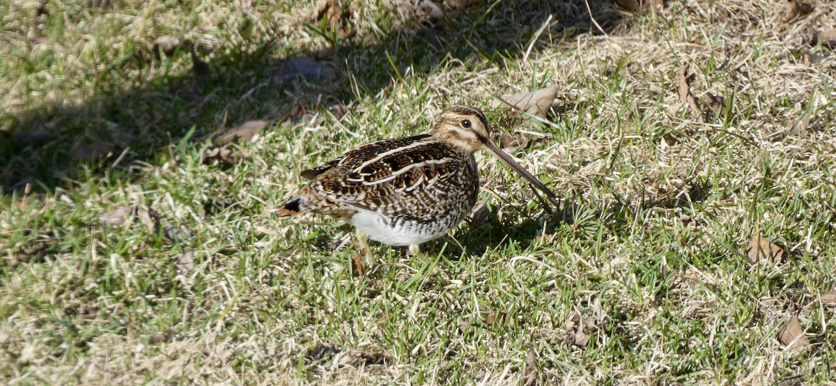 Wilson's Snipe - ML635398668