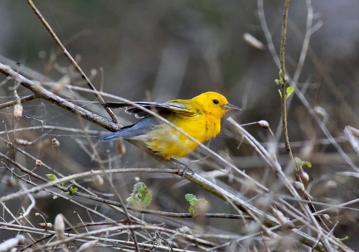 Prothonotary Warbler - ML635398700