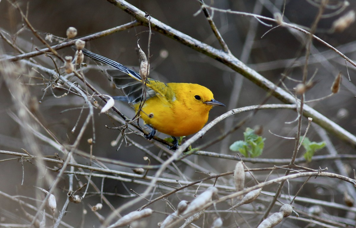Prothonotary Warbler - ML635398701