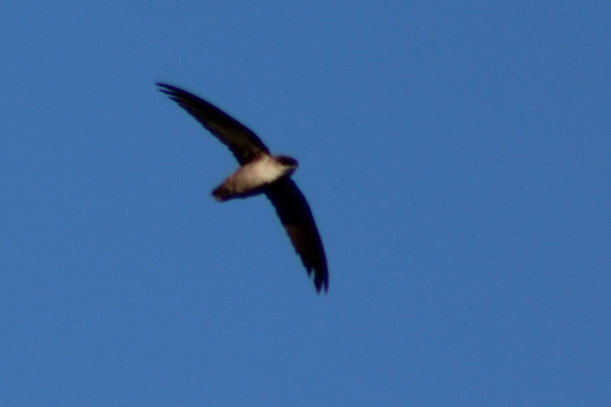 Vencejo de Vaux - ML635398798