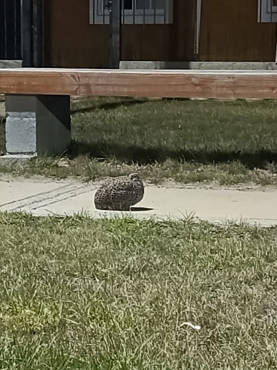 Patagonian Tinamou - ML635398912