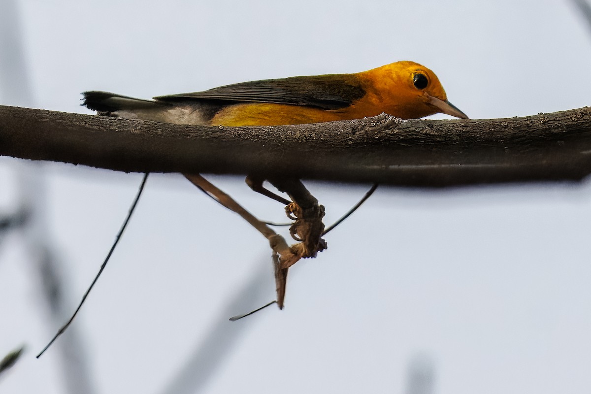 Prothonotary Warbler - ML635398945