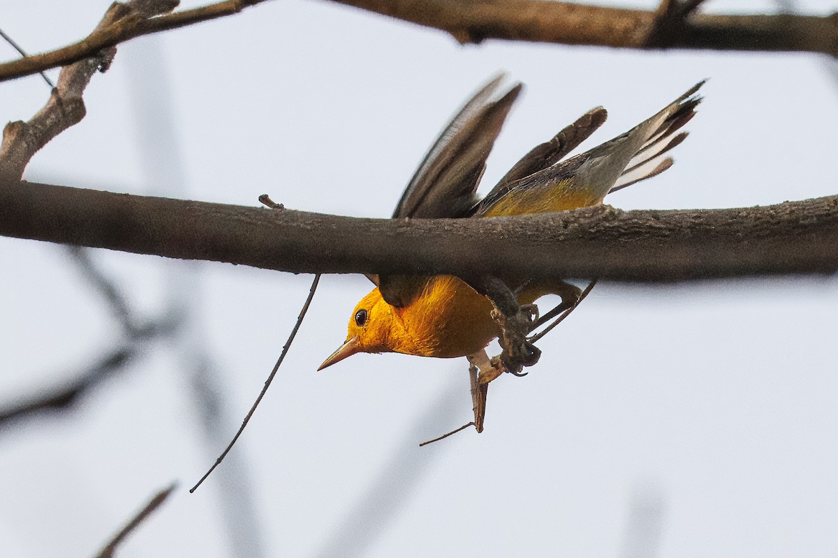 Prothonotary Warbler - ML635398946