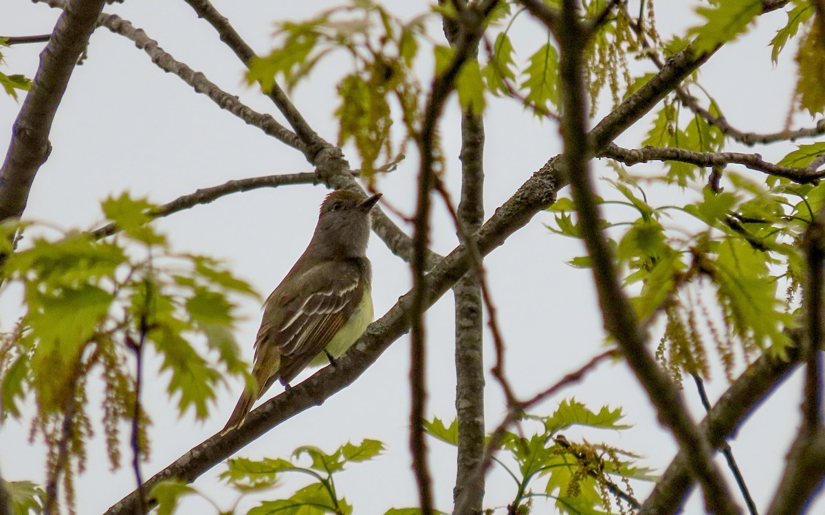 Great Crested Flycatcher - ML635399134