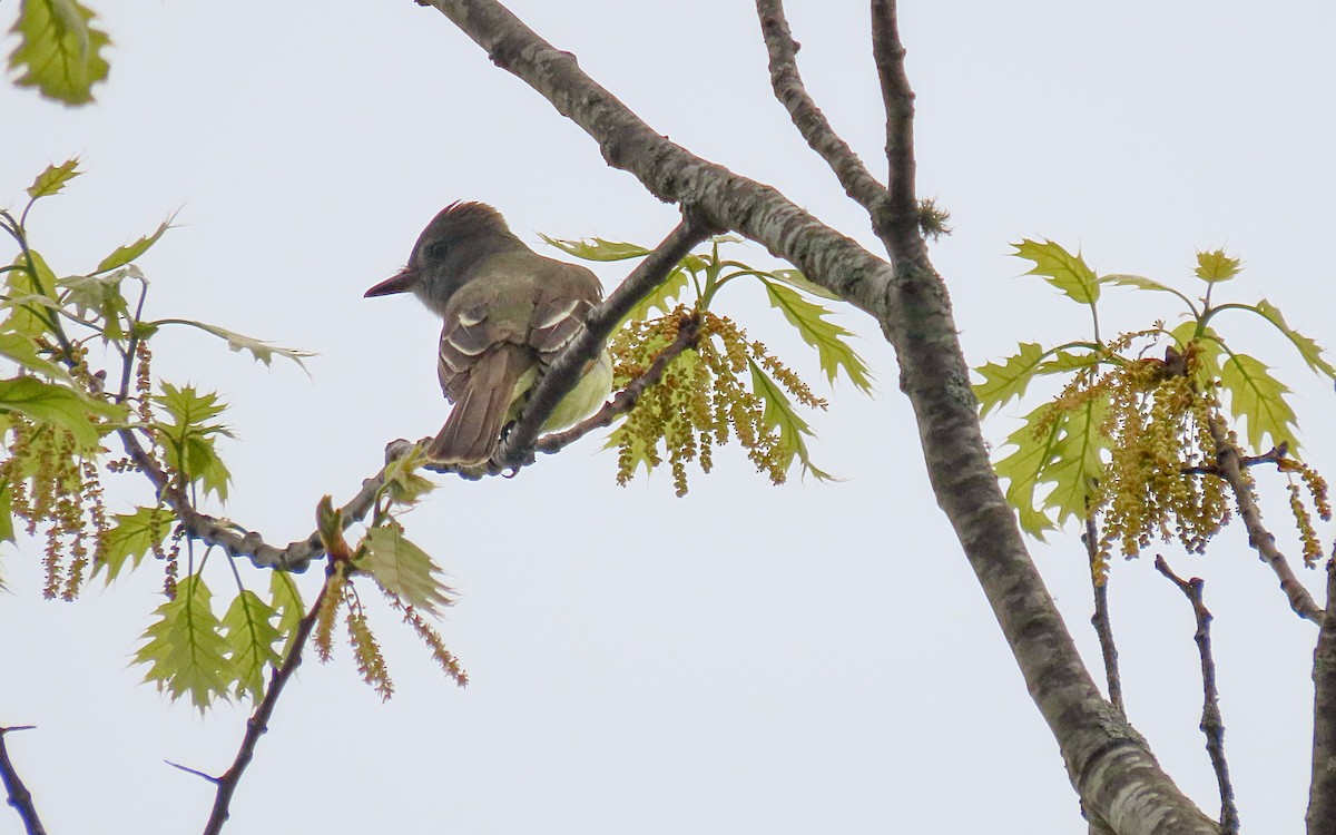 Great Crested Flycatcher - ML635399142
