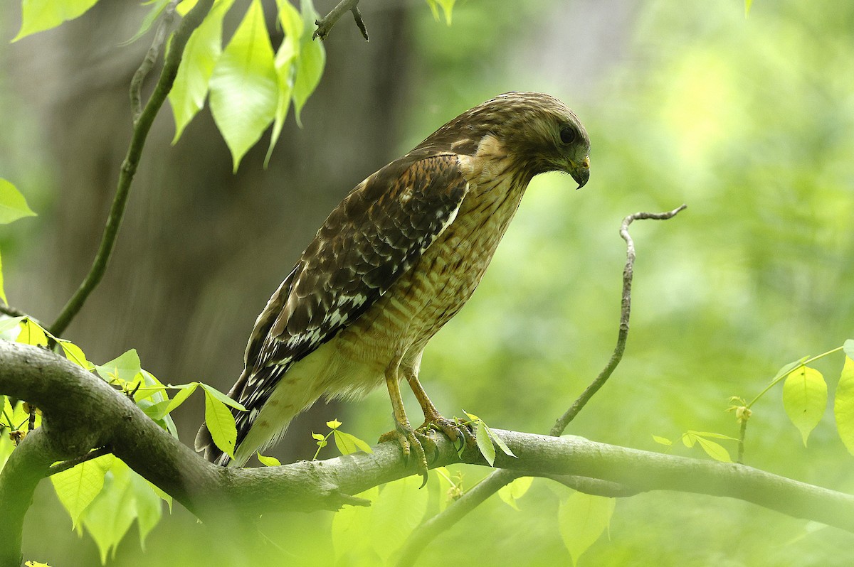 káně páskovaná - ML635399336