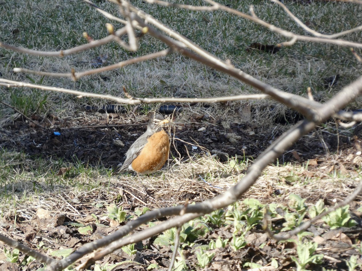 American Robin - ML635399377