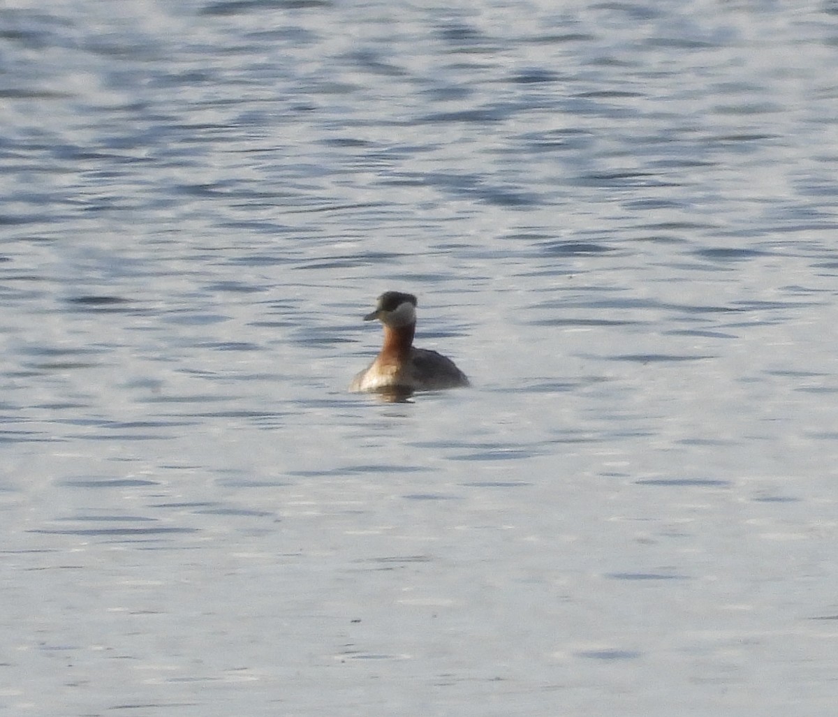 Red-necked Grebe - ML635399391