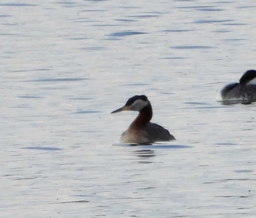 Red-necked Grebe - ML635399392