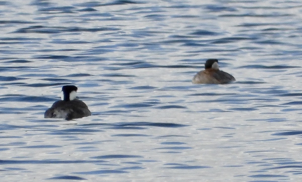 Red-necked Grebe - ML635399398