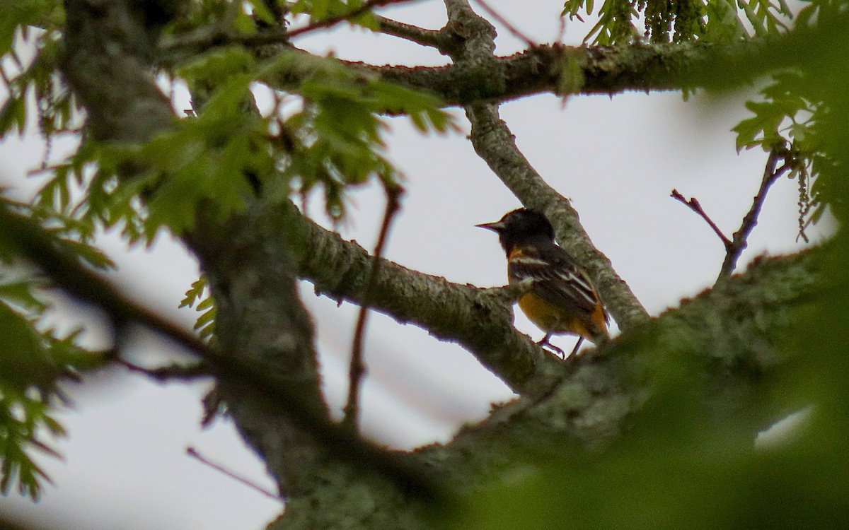 Baltimore Oriole - ML635399410