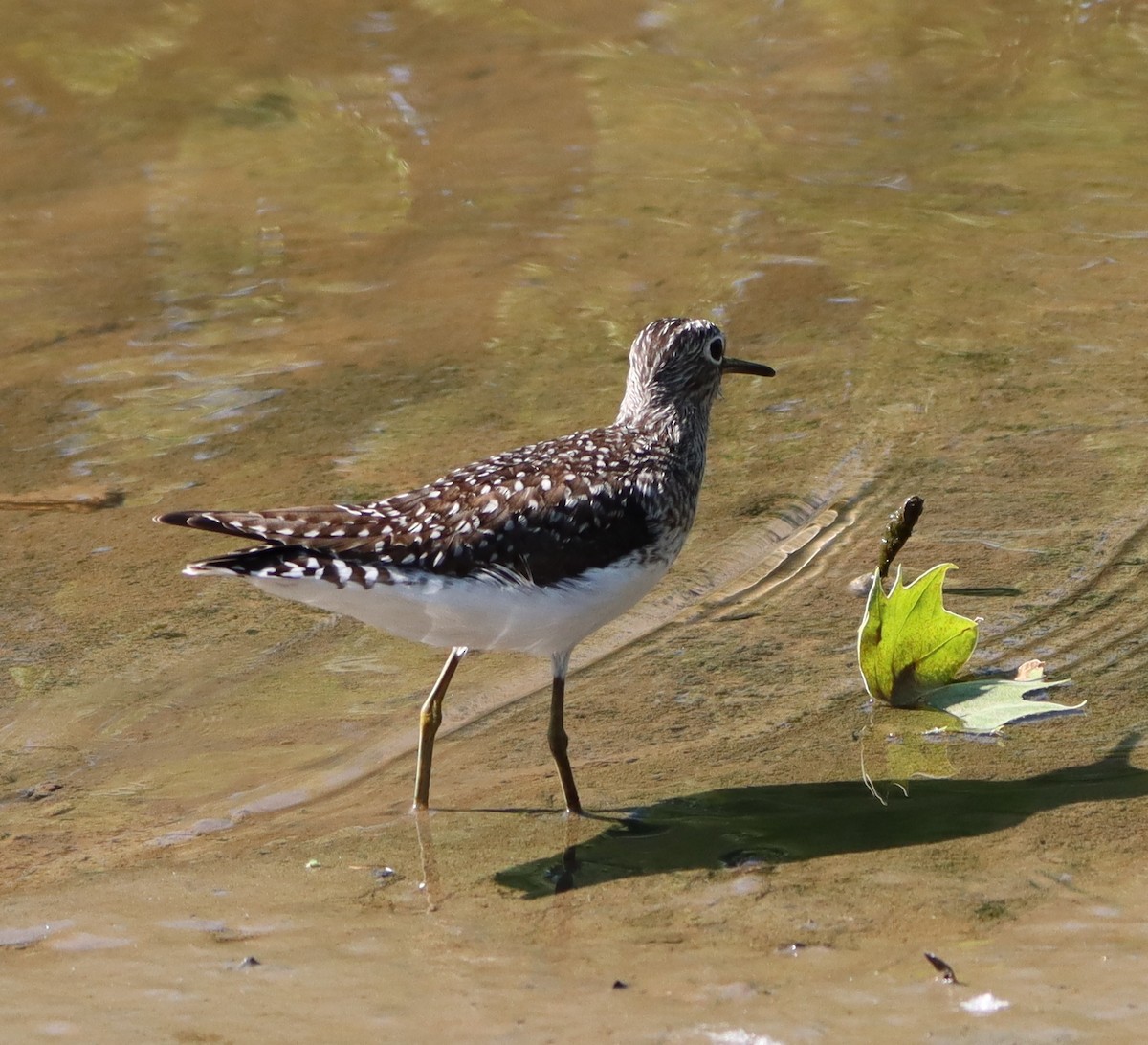 Graubrust-Strandläufer - ML635399420