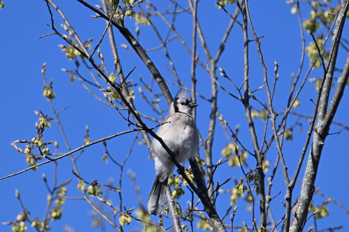 Blauhäher - ML635399428