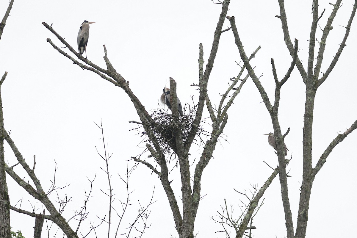 Great Blue Heron - ML635399445