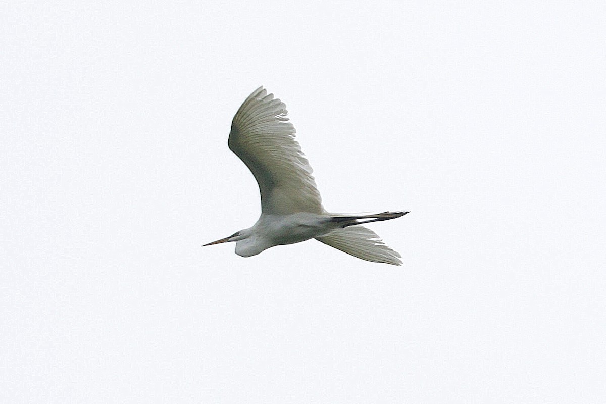 Great Egret - ML635399462