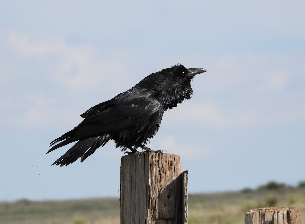 Common Raven - ML635399463