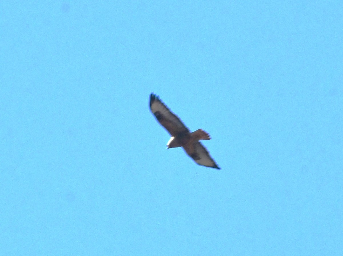 Long-legged Buzzard - ML635399482