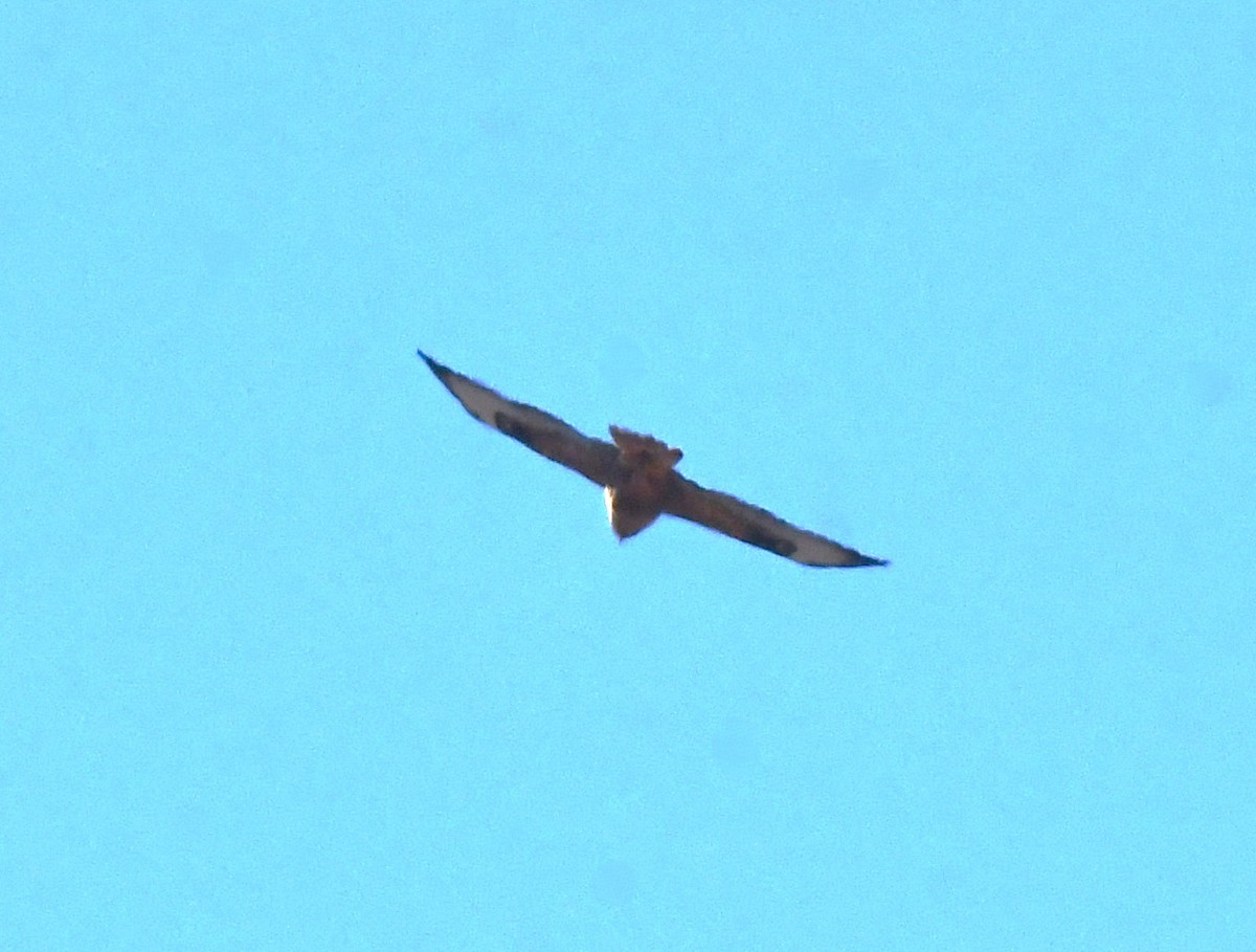 Long-legged Buzzard - ML635399500
