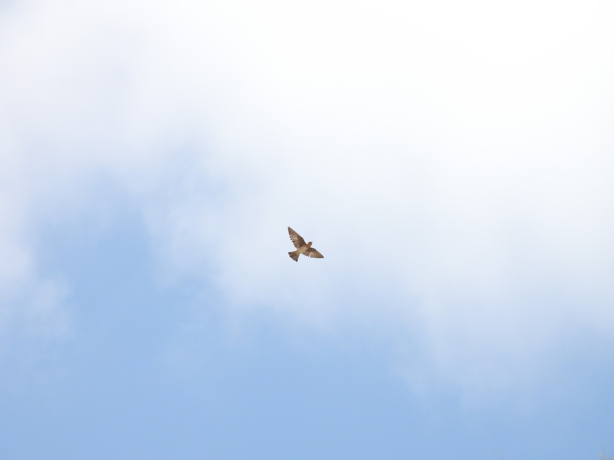 Cave Swallow - ML635399519