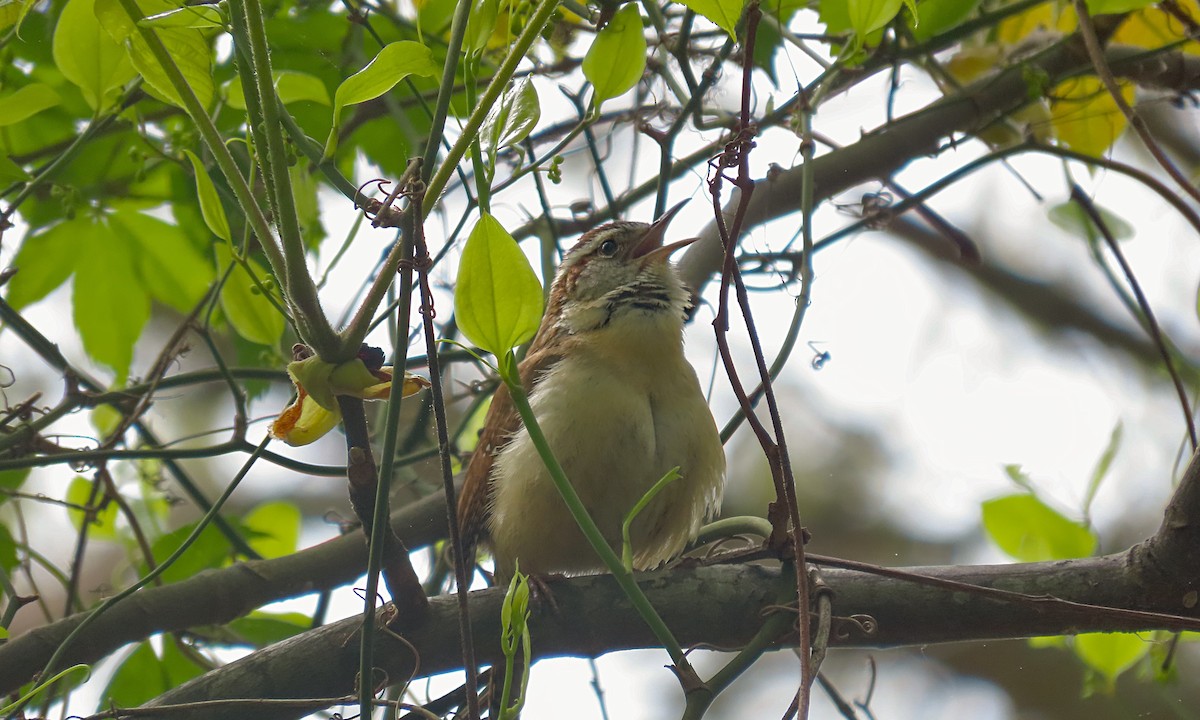 Carolina Wren - ML635399577