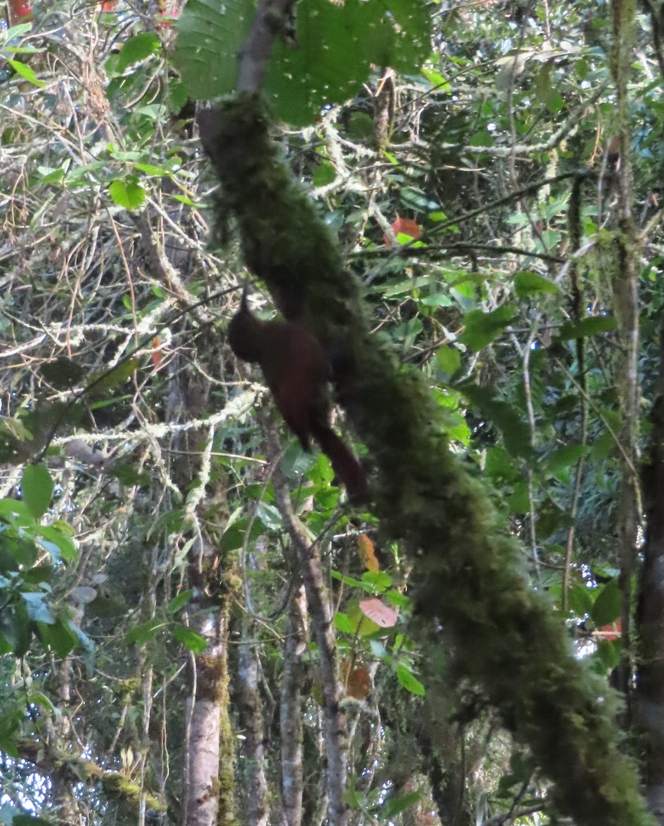 Tyrannine Woodcreeper - ML635399658