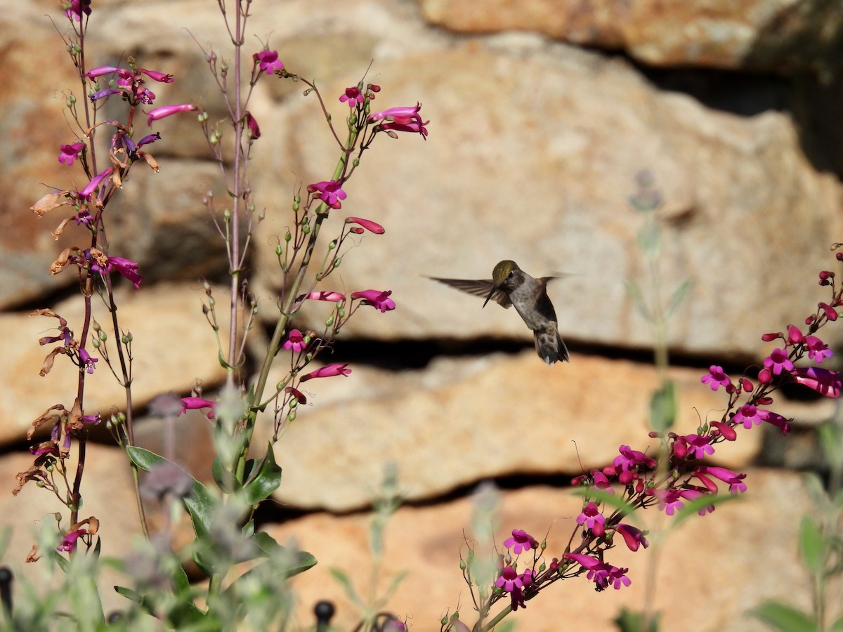 Anna's Hummingbird - ML635399677