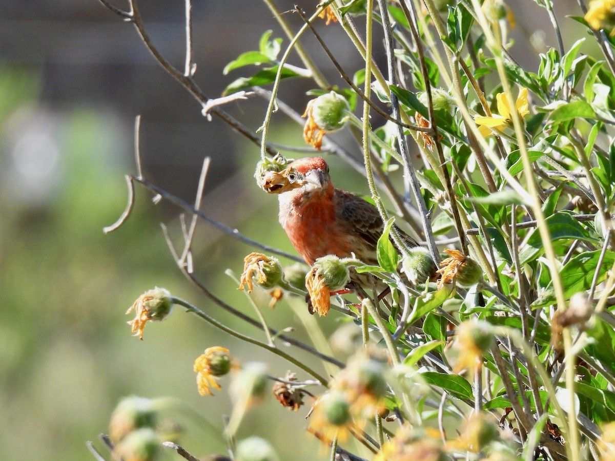 House Finch - ML635399709