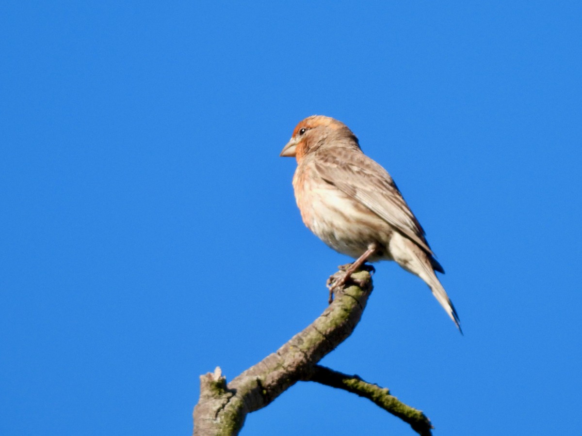 House Finch - ML635399726