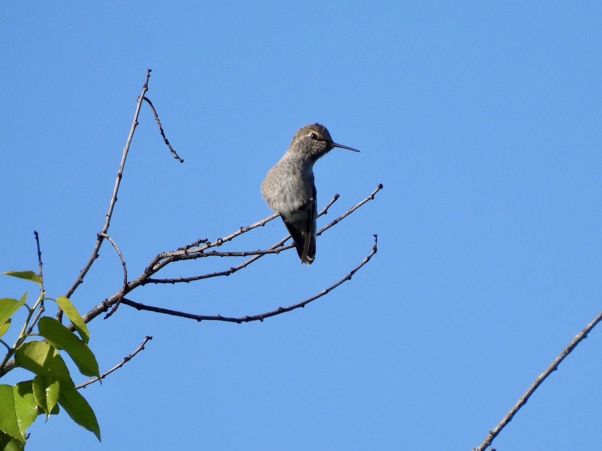 Anna's Hummingbird - ML635399727