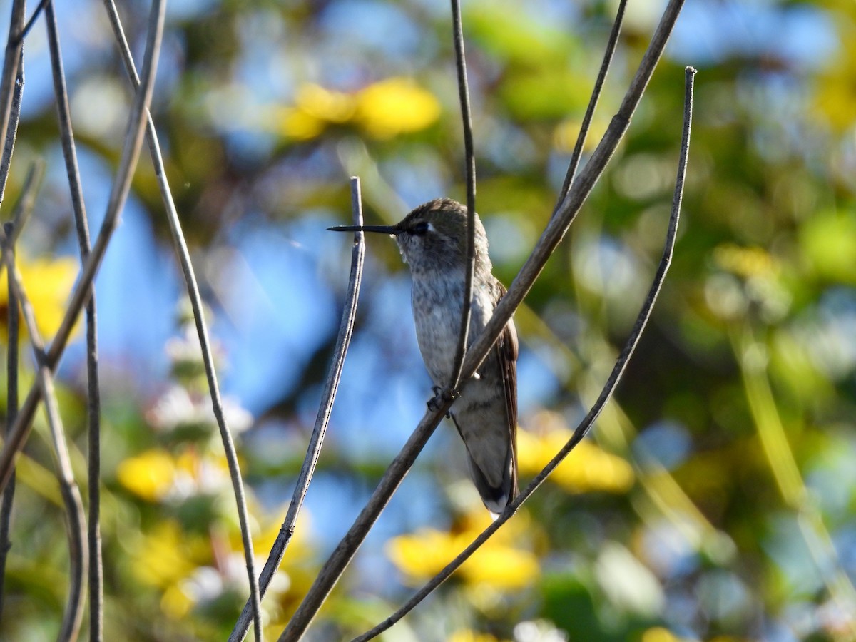 Anna's Hummingbird - ML635399731