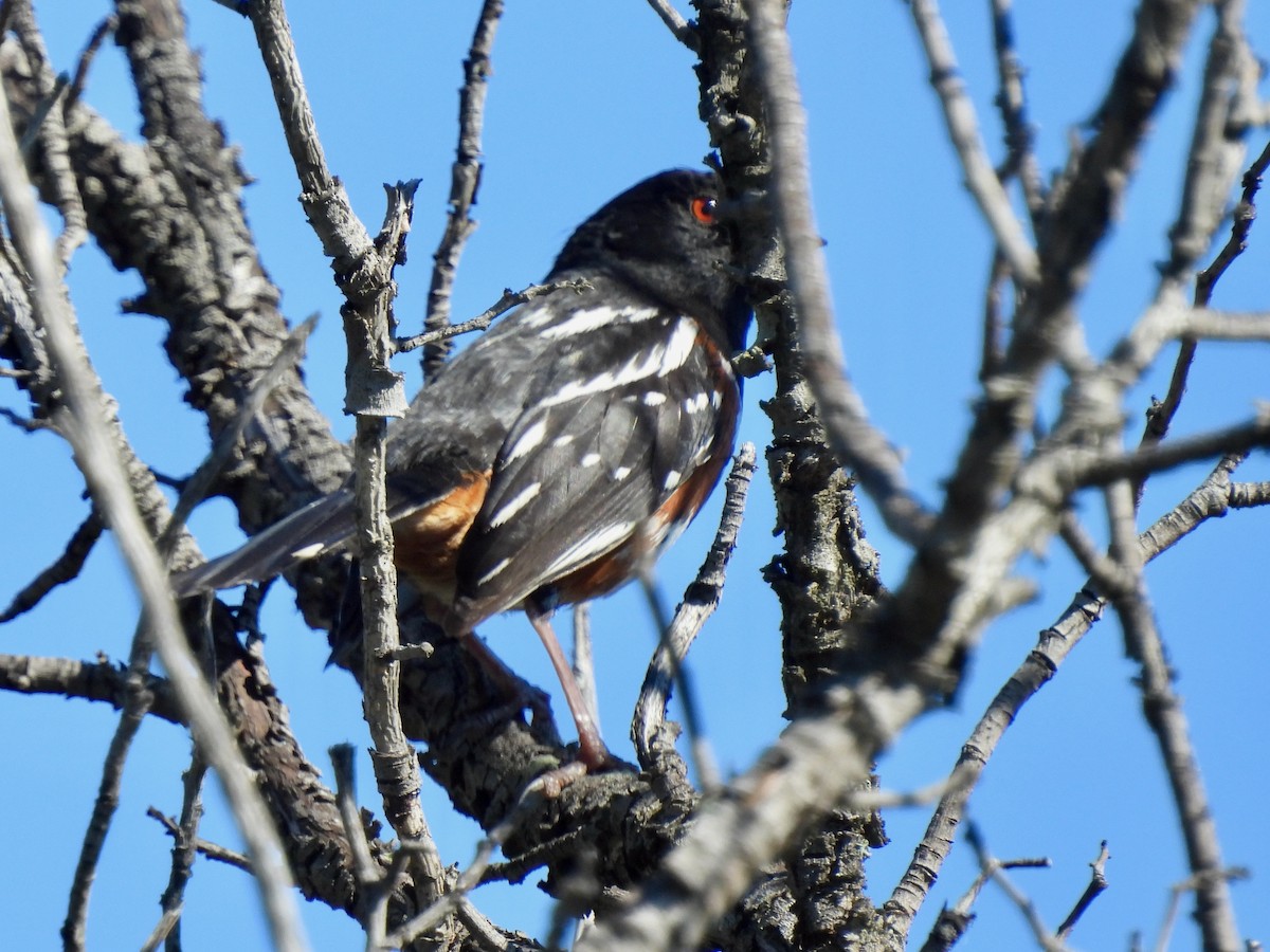 Spotted Towhee - ML635399739