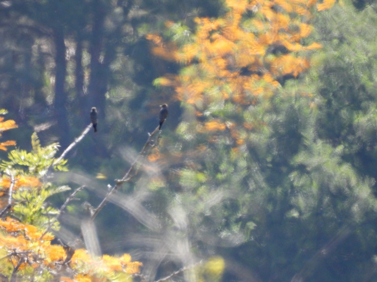 Western Wood-Pewee - ML635399747